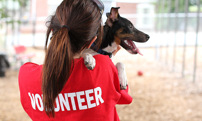 10 Creative Ways to Volunteer with Animals - The Optimist by GozAround