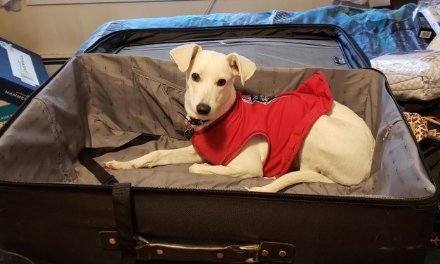 Everything You Need to Know About Rescuing a Dog Overseas